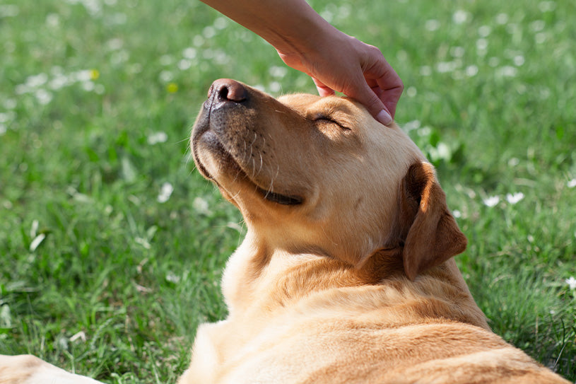 Understanding Your Pet's Needs for Hemp Dog Products