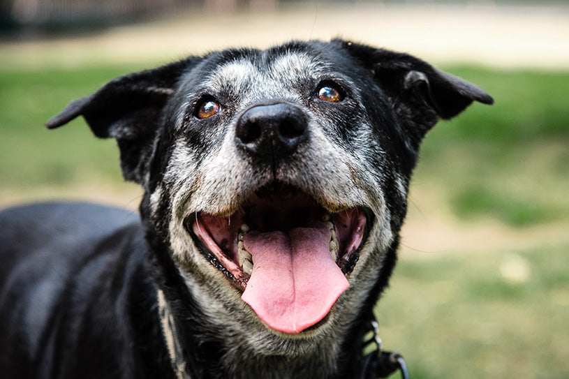 Aging Pet Care with a Pet Tincture