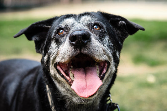 Aging Pet Care with a Pet Tincture