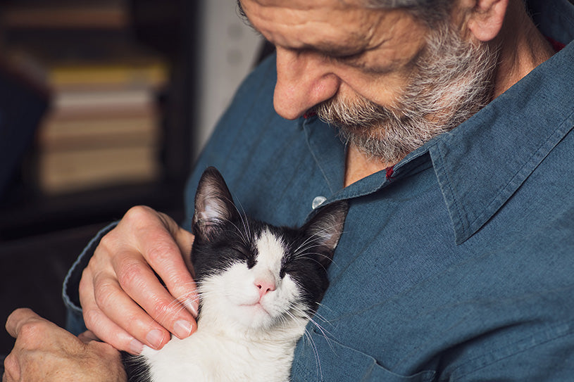 How to Give CBD to Cats