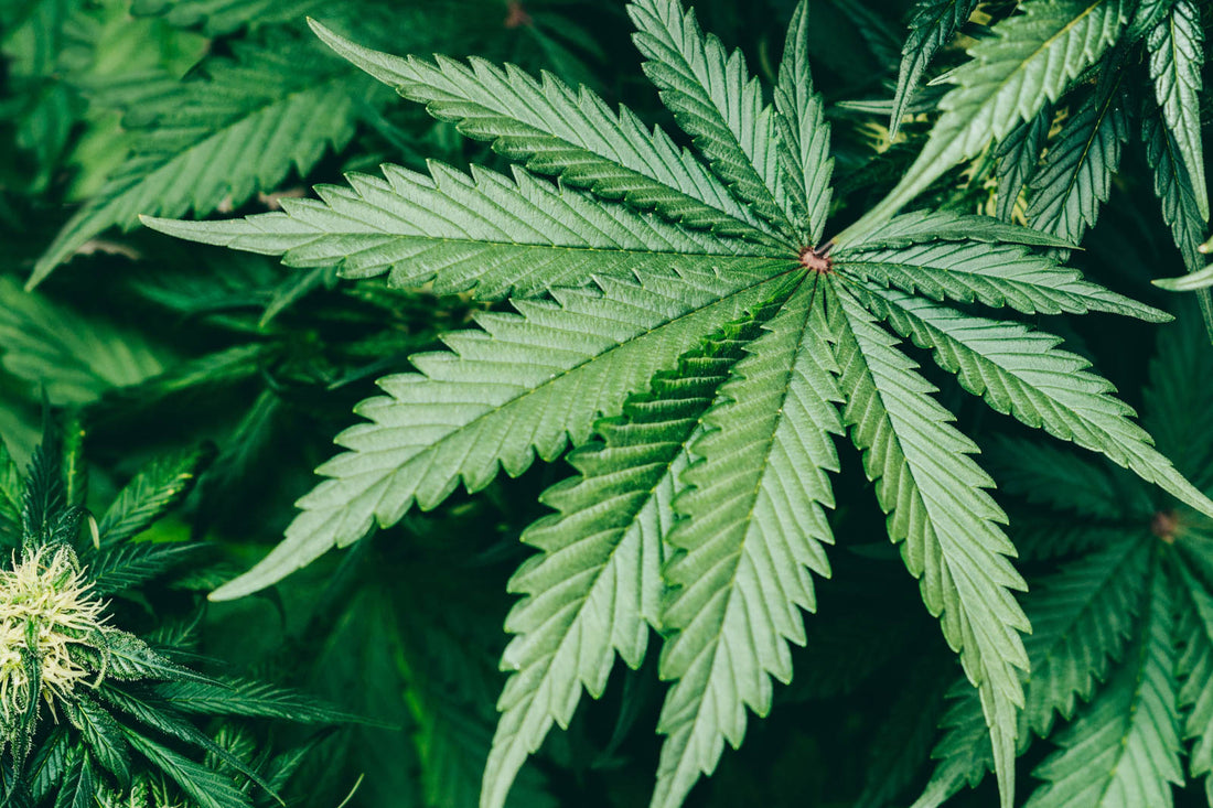 Image of hemp leaf. 