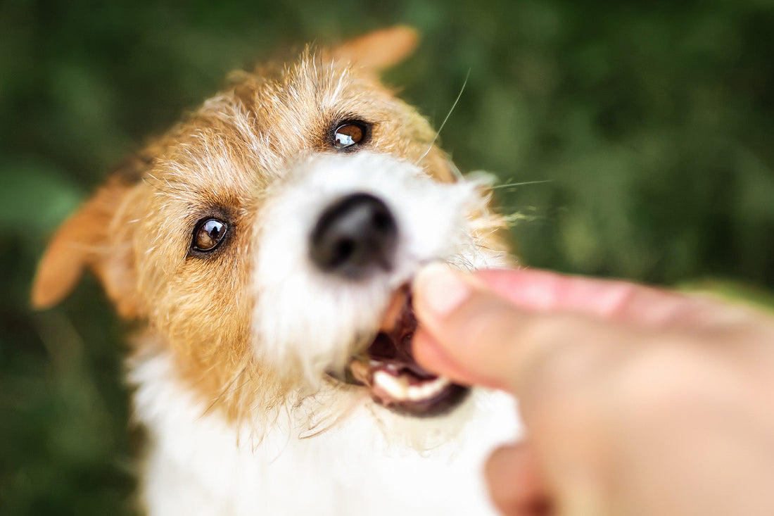 Summer Pet Care with Hemp Dog Products