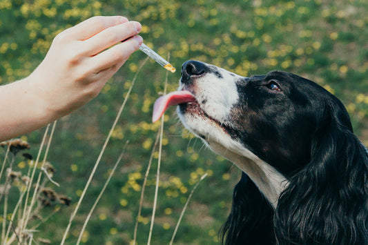 Best Practices for Administering Pet Tincture to Dogs and Cats