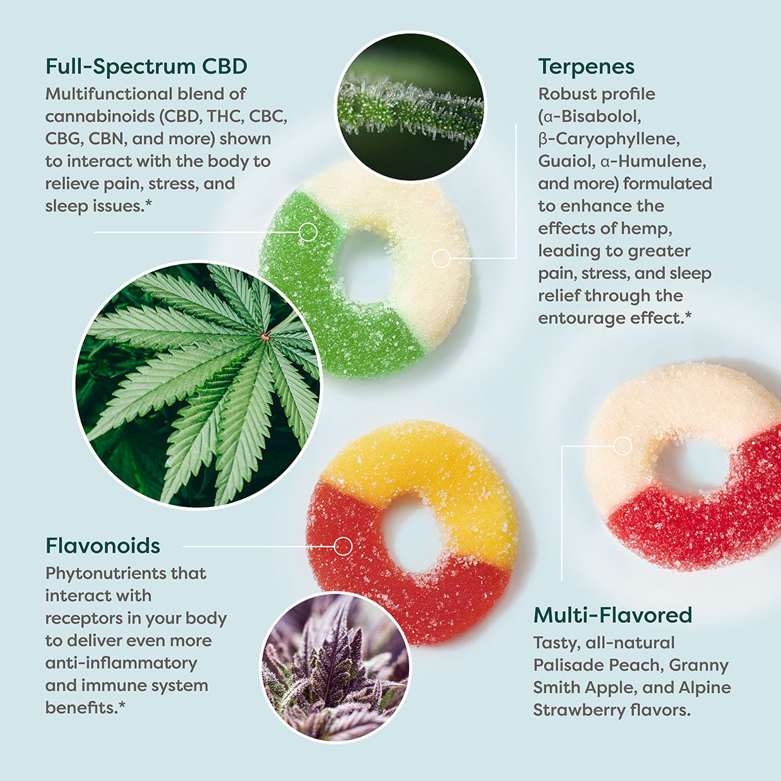 Image showing featured ingredients for all CBD Gummies and includes CBD, Terpenes, Flavonoids, and flavors.
